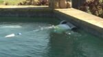 Dolphin T55i Robotic Pool Cleaner Certified Refurbished